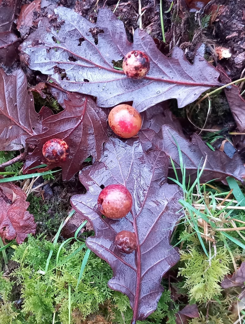 Galls caused by tiny wasps of the species Diplolepis quercusfolii. Photograph via Tom Hannigan 