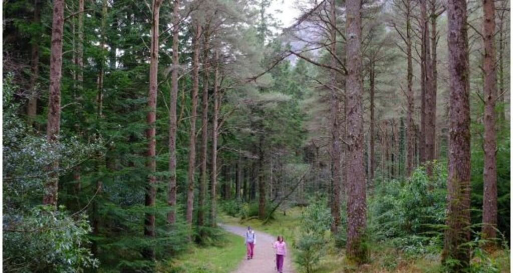 ‘If we do not protect and restore biodiversity we will fail to meet our climate goals,’ Prof Buckley has said. File photograph: Bryan O’Brien/The Irish Times