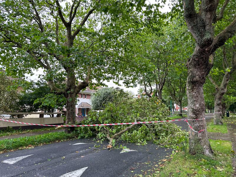 A fallen tree on Kincora Road, Clontarf, Dublin after Storm Betty. Photograph: Tom Honan