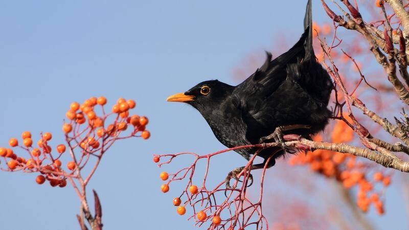 Blackbird. Photograph: Brian Burke