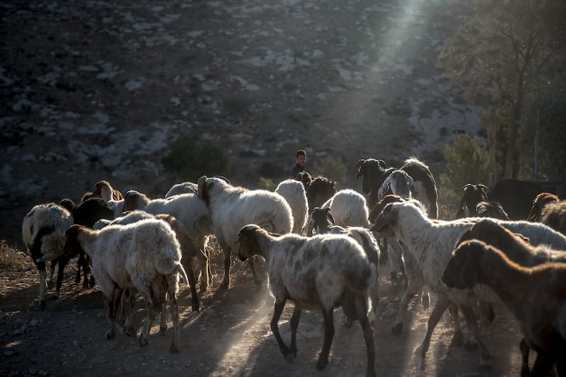 A Palestinian teenager herds his family's sheep in Khraibet el Nabi, in Masafer Yatta. Photograph: Sally Hayden