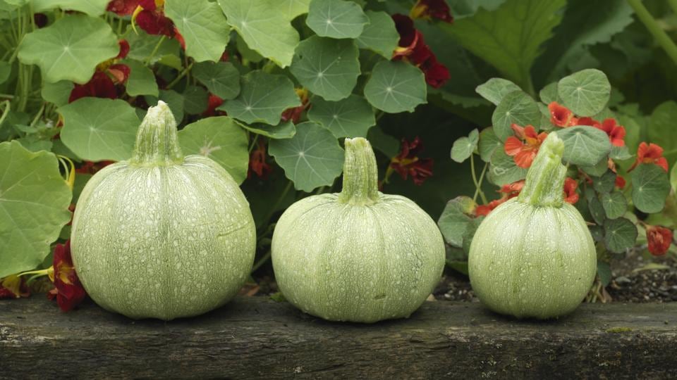 This is the time to sow seeds of courgettes. Photograph: Richard Johnston