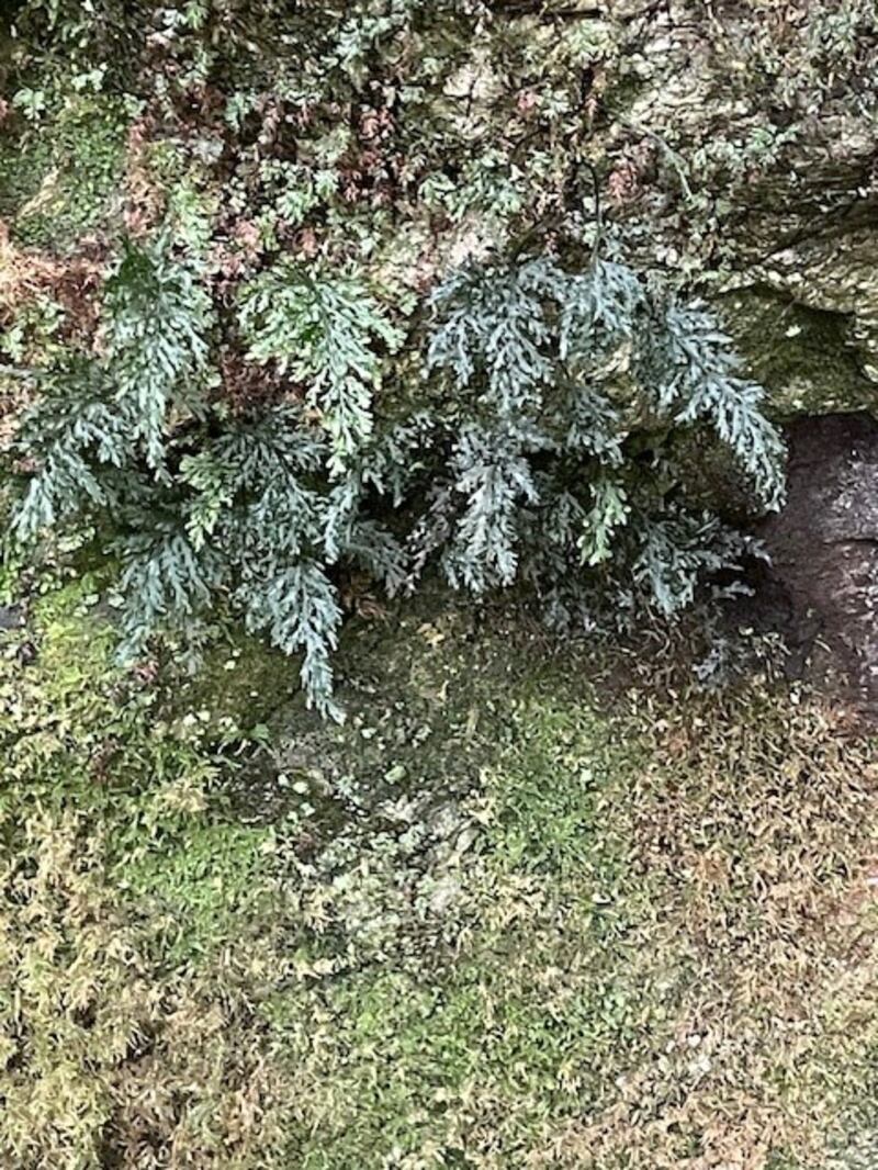 The very rare Killarney Fern which is rarely seen and almost extinct. Pictured at Killarney National Park by Anne Lucey in Feb 2025