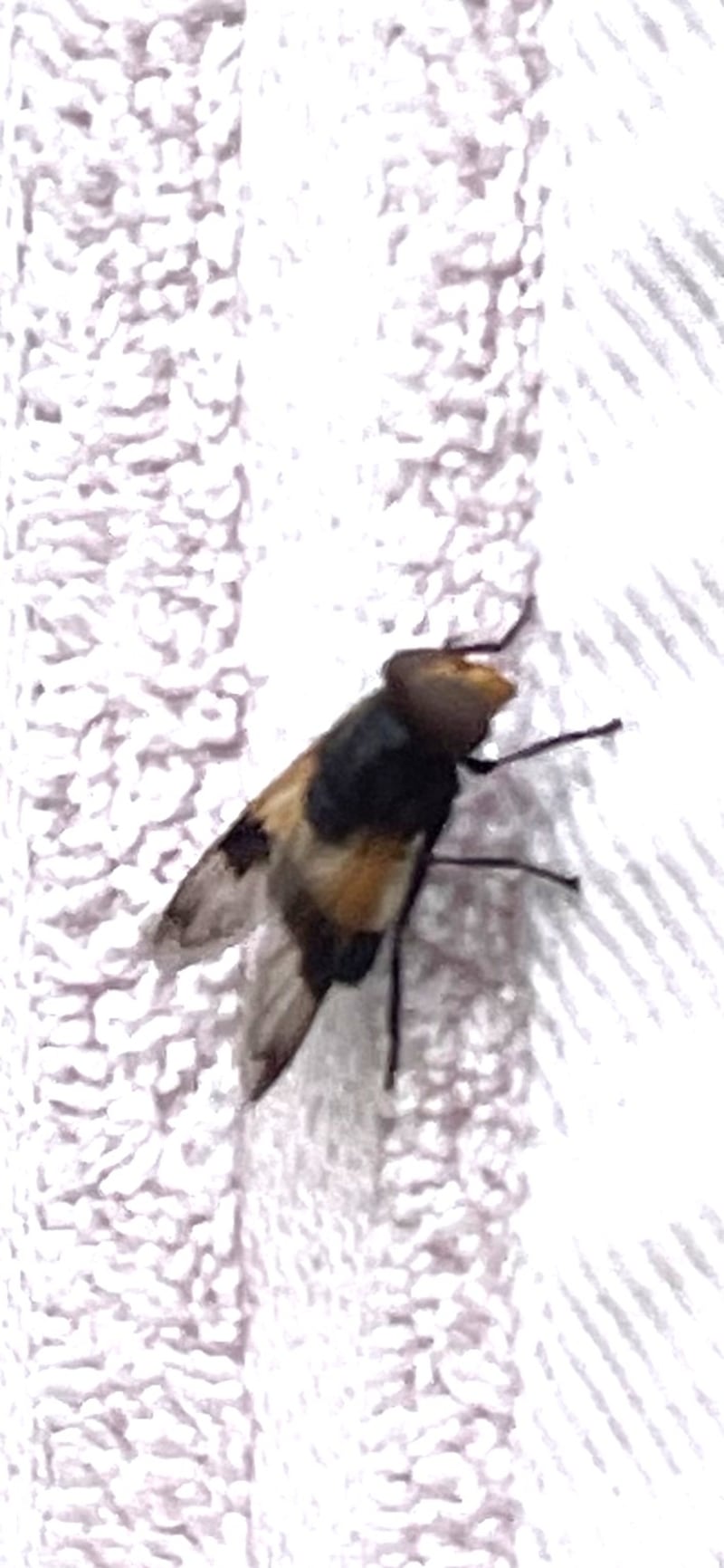 An adult hoverfly, Volucella pellucens, spotted in Co Dublin. Photograph courtesy of Vanessa and Ruth Costello