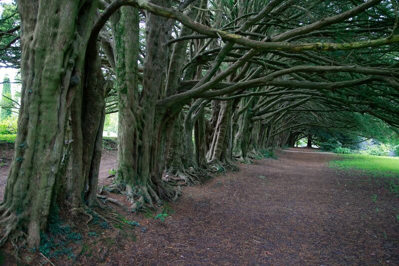 Huntington Castle: yew tree walk, made famous when a scene for the film Barry Lyndon was shot there. Photograph: Nick Bradshaw