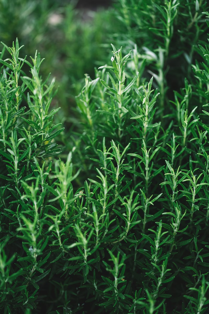 Green juniper or rosemary plant