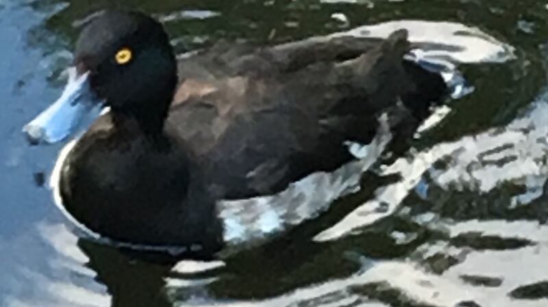 Blue-billed duck