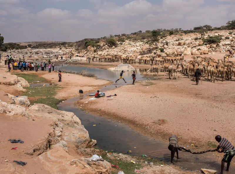 People and livestock gather at a nearly dried up riverbed in Dhudo, Somalia. People travel up to 75kms to get water here, as it is one of the only sources left in the region. Photograph: Getty
