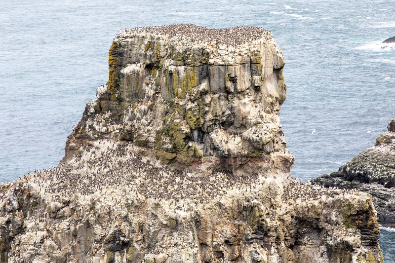 The seabird sanctuary on Rathlin Island, where a quarter of a million seabirds live. Photograph: Paul Faith