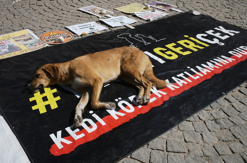 A stray dog rests on a banner that reads ‘withdraw the legislation’ during a protest by animal rights activists in Ankara. Photograph: Burhan Ozbilici/AP