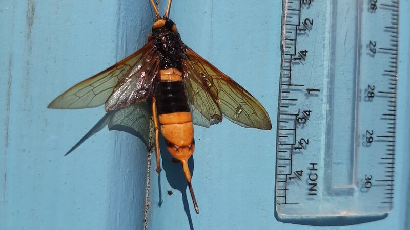 Woodwasp