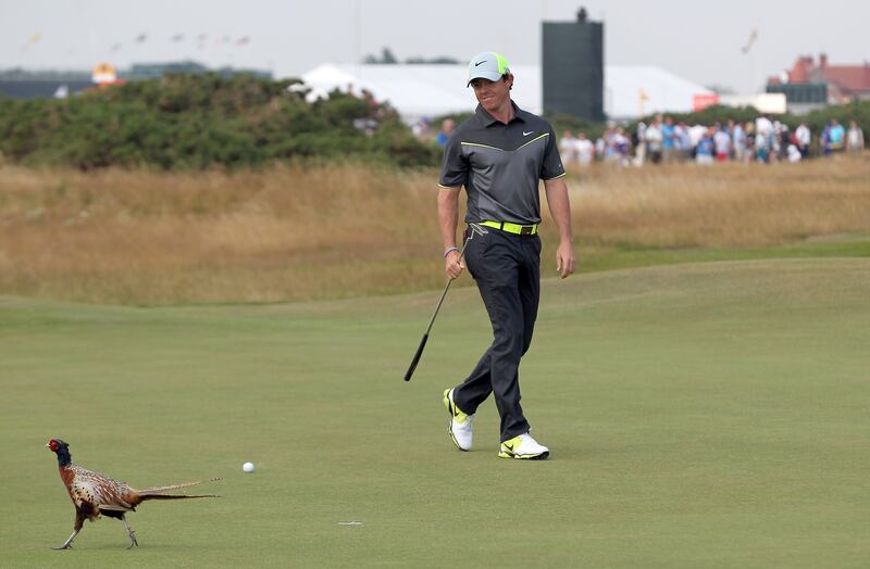 Rory McIlroy observes a male pheasant on the 8th green during his second round at the 2014 British Open at Royal Liverpool Golf Course in Hoylake, north west England. Photograph: Peter Muhly/AFP/Getty Images 