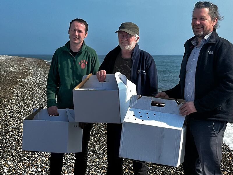 Don Donoher of Kildare Wildlife Rescue, Malcolm Noonan and Wicklow TD Steven Matthews prepare to release three guillemots at Newcastle Beach on Tuesday morning. Photograph: Tim O'Brien