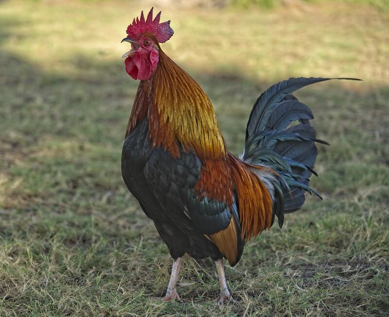 A post on resteastfriend.com remembers rooster Cluck Norris as a 'feathered warlord who ruled the yard and stole our hearts'. Photograph: resteastfriend.com