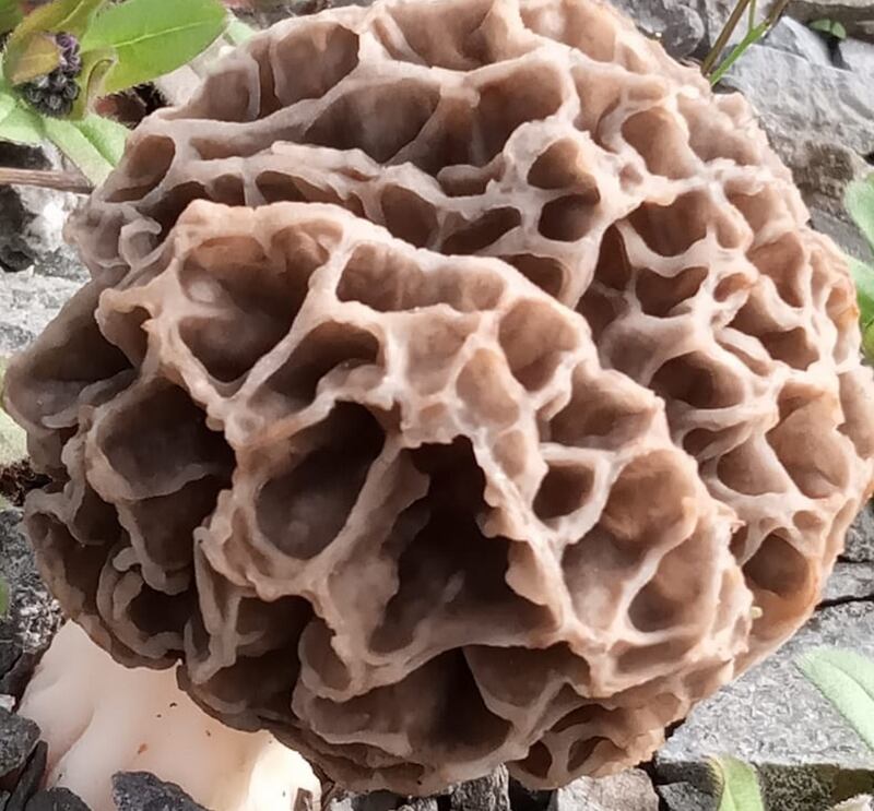 Red cage fungus