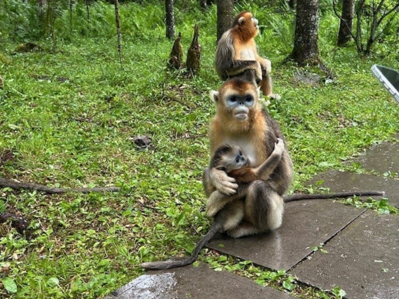 Golden snub-nosed monkeys in Shennongjia Forest, Hubei province