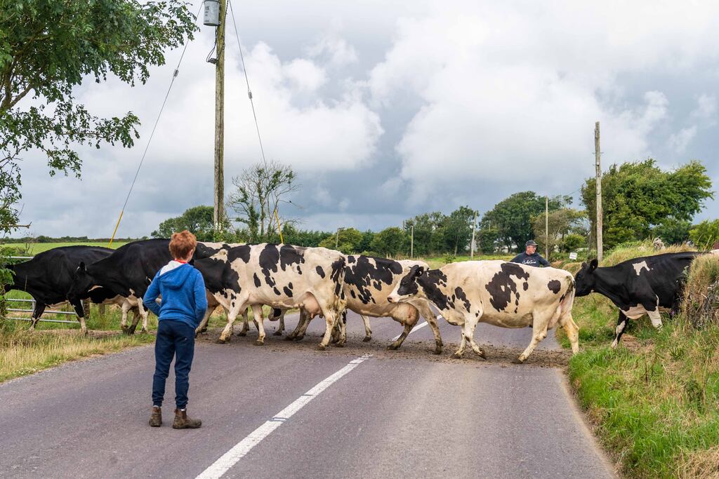 Farming emissions remain largely unchanged since 1990s, Agricultural ...