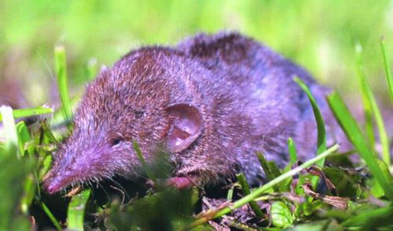 ‘The knight’s brave mount had landed on its feet and both horse and man  were ready to charge a cowering shrew’