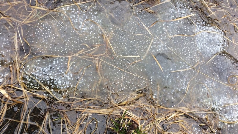 Frog spawn containing fungal infection. As a result tadpoles will not develop. spawn
