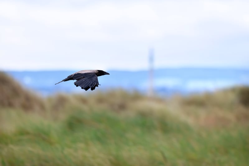 The first Unesco biosphere reserves were designated in 1976, with North Bull Island added five years later. Photograph: Dara Mac Dónaill / The Irish Times