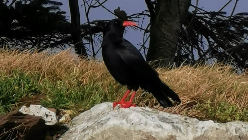 Chough