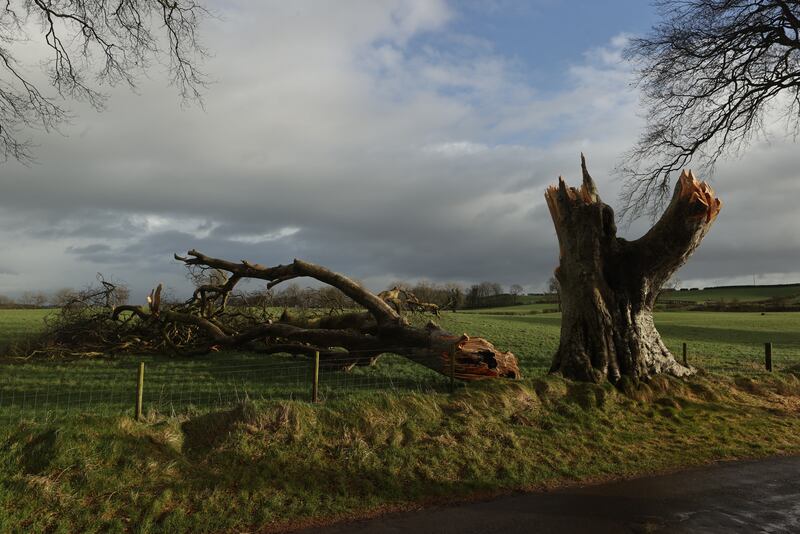 Damaged tress at Dark Hedges site in Co Antrim. Photograph: Liam McBurney/PA