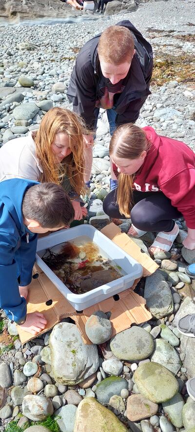 Studying rocky shore samples