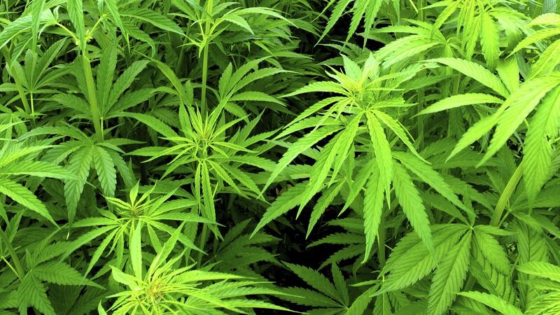 Marijuana plants: as marijuana laws are loosened,  new businesses are trying to cash in