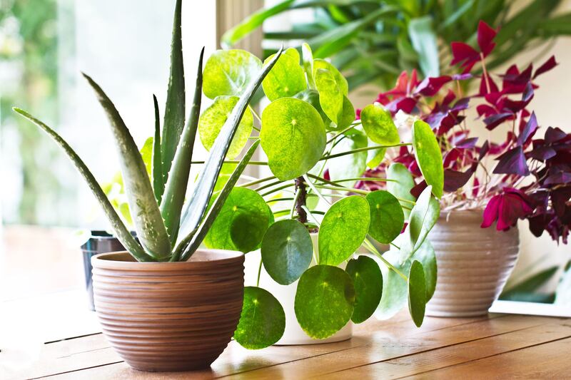 Plants will improve air quality, but not as much as you may think.