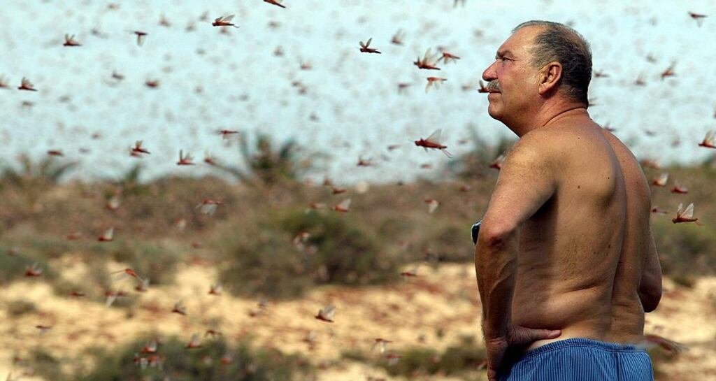 A man stands in a large cloud of locusts in Fuerteventura, Canary Islands. Photograph: Samuel Aranda/Getty