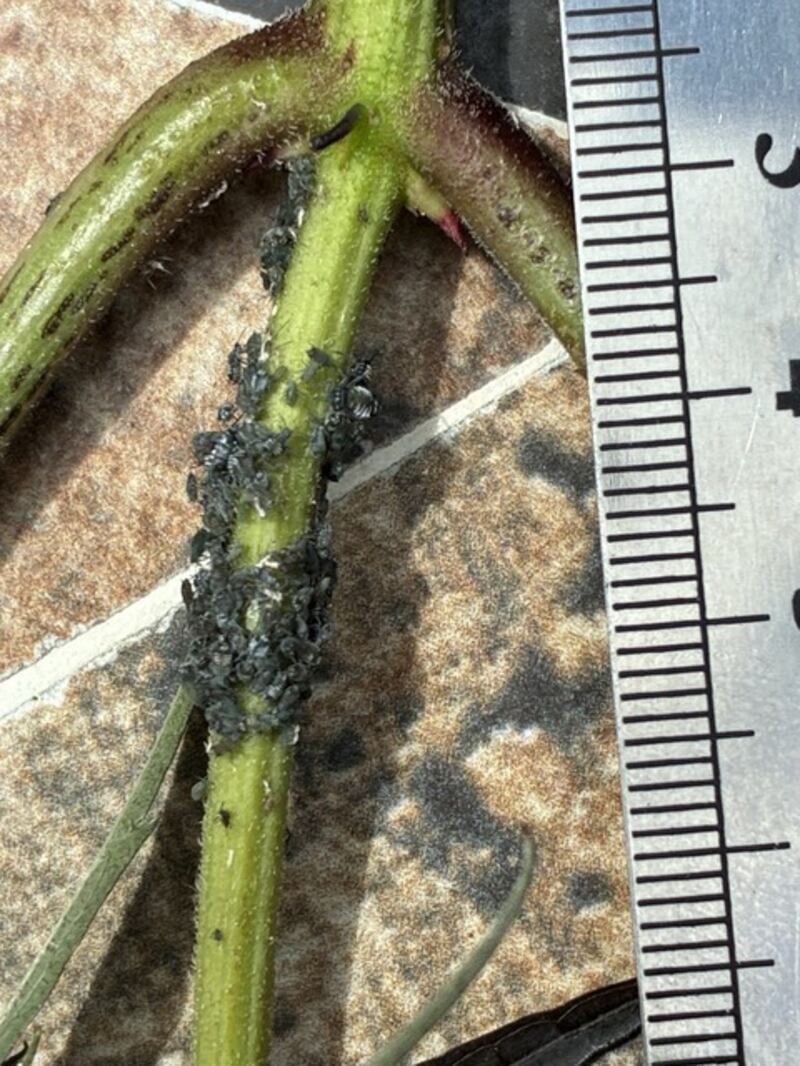 Elder tree aphids