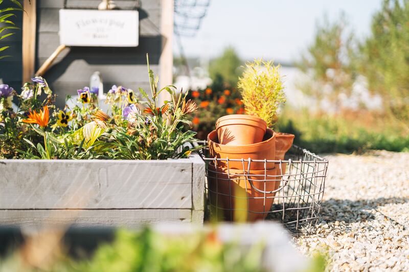 Many plants now turn their energies towards ripening seeds and fruit rather than fresh growth and flower production. Photograph: Galina Zhigalova/Getty Images