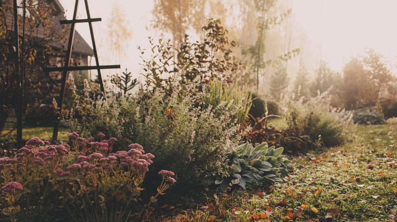 Winter garden