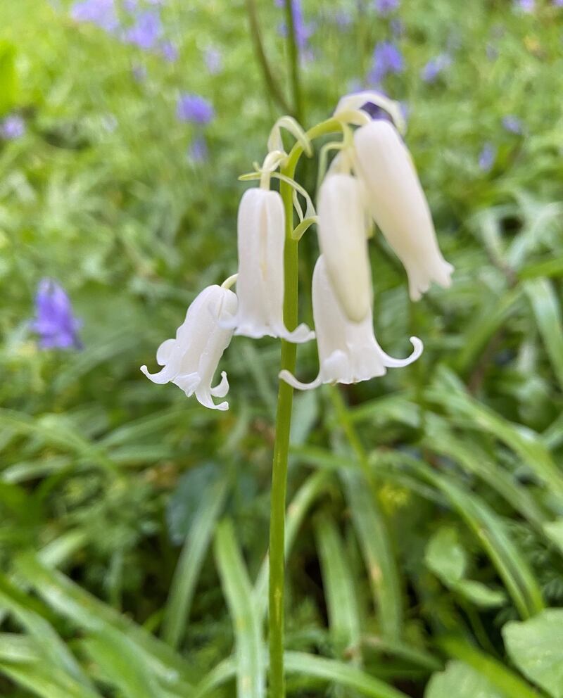 White bluebells