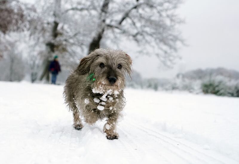A dog running in Richmond Park in south west London on Monday morning. Photograph: James Manning/PA Wire