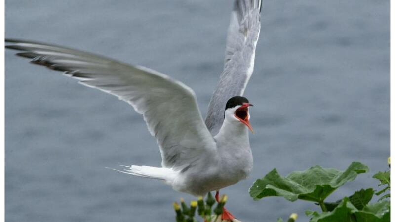 An endangered roseate tern nesting on Rockabill island, home to Europe's biggest colony of the species. Photograph: Alan Betson