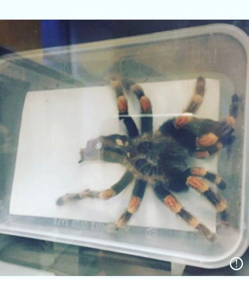 The microwave-safe tarantula at the Natural History Museum