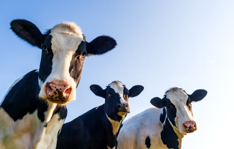 Raising livestock for meat, eggs and milk generates a significant proportion of global greenhouse gas emissions. Photograph: Laurent Renault/iStock
