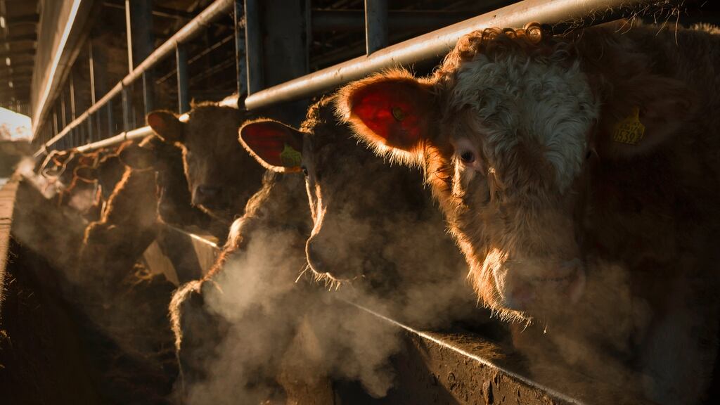 Specialist beef production is the most common farm type or activity but also delivers the worst returns. Photograph: Alan Hopps via Getty