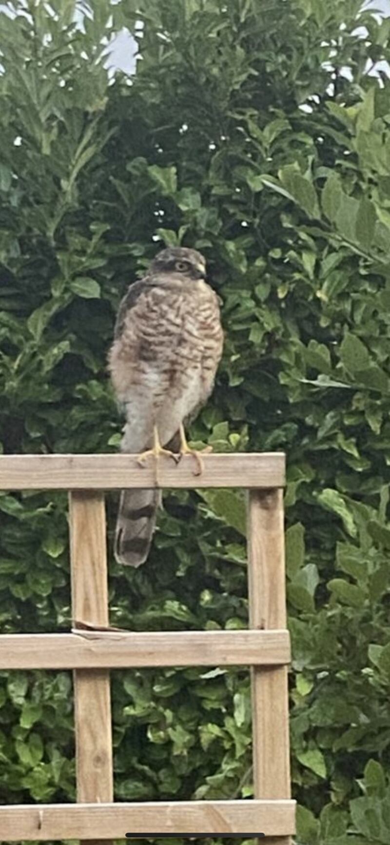 Juvenile sparrow hawk