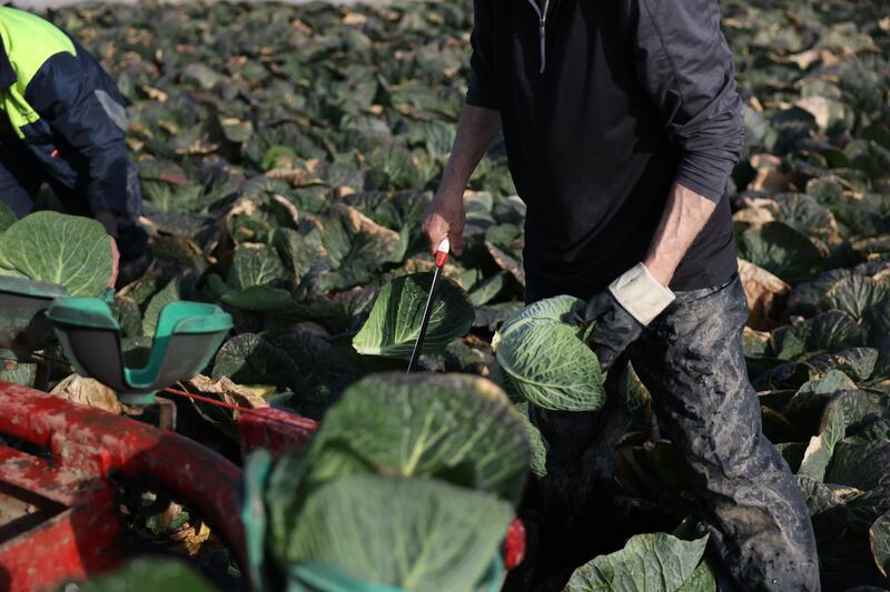 Severe wet weather caused disruption for Irish growers this winter. Photograph: Enda O'Dowd