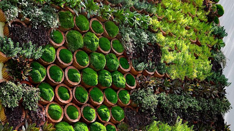 A 'Living Wall' detail from Dunnett's 2013 Chelsea Flower Show garden.