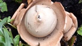 What is this mushroom-like growth that appeared in a planter pot? Readers’ nature queries