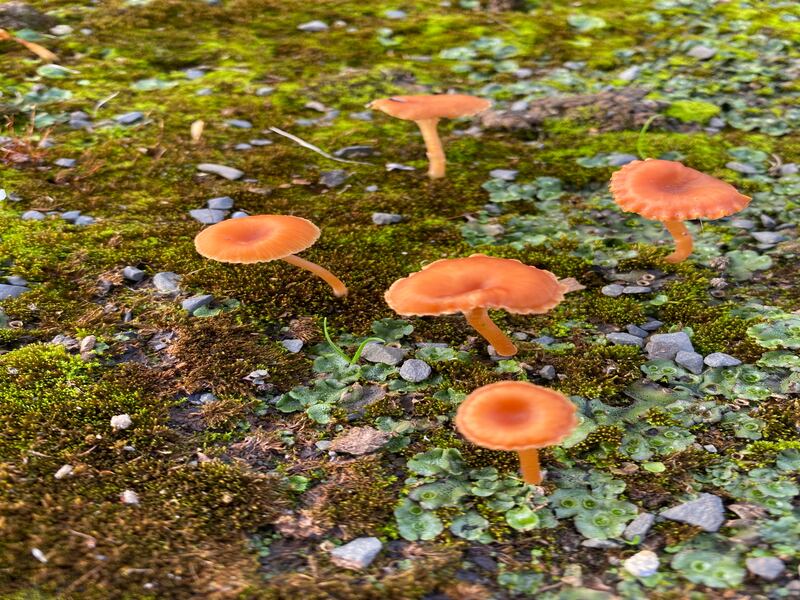 The cinnamon navel has a bight orange colour and a mushroom shape. Photograph supplied by John Mason