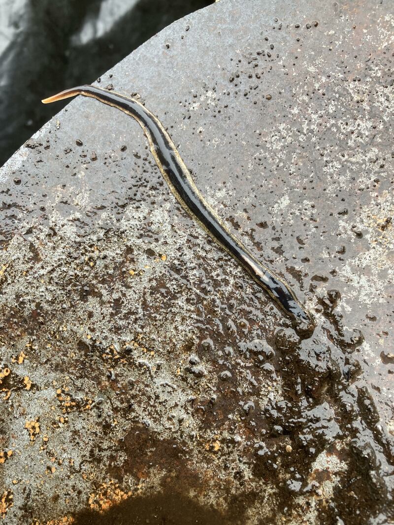 New Zealand flatworm