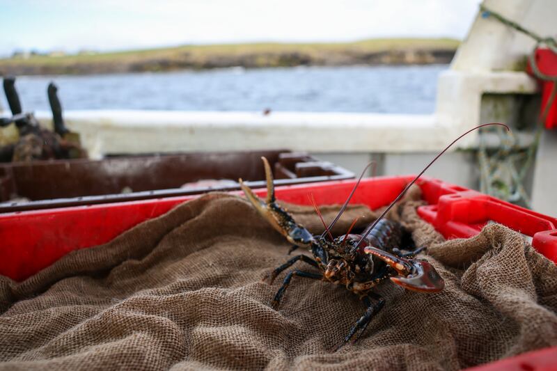 John Menarry mostly fishes lobster and brown crab. Photograph: Enda O'Dowd