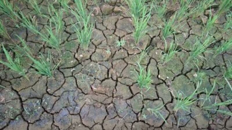 A heatwave this summer had a serious impact on Ireland, and  scientists have already concluded it was a result of climate change. File photograph: Getty Images