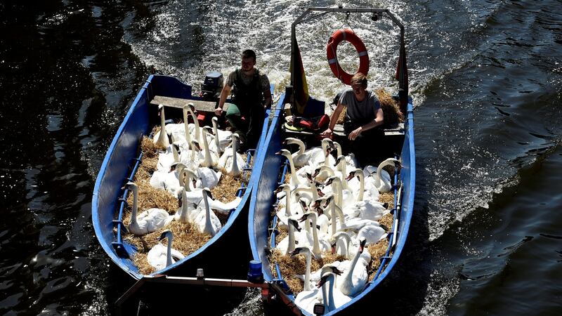 Swans sit in boats as they were caught at Hamburg’s inner city lake Alster. Due to hot weather the swans are collected  and taken to quarters where they usually spend the winter. Photograph: Fabian Bimmer/Reuters