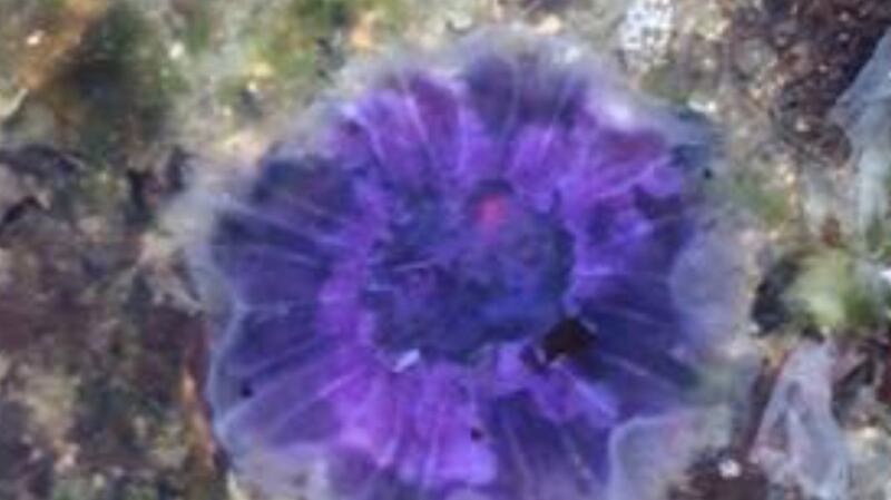 The common blue jellyfish, Cyanea lamarckii