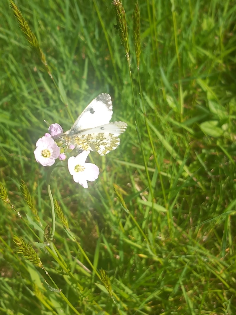 Cuckoo flower with orange tip butterfly. Photograph: A Donovan